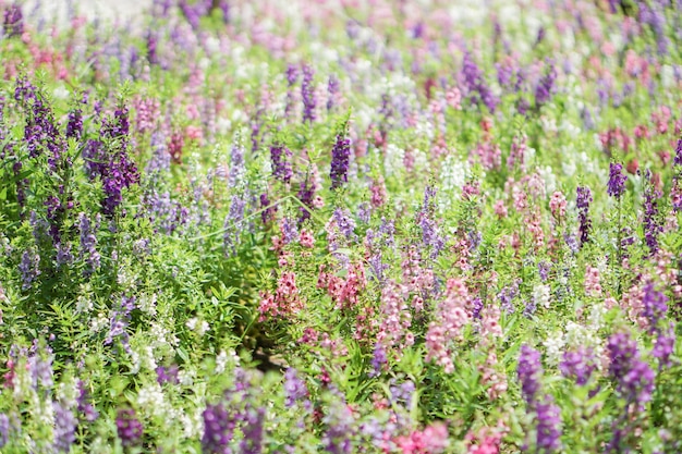 De schoonheid van paarse lavendel met kleurrijke bloemen