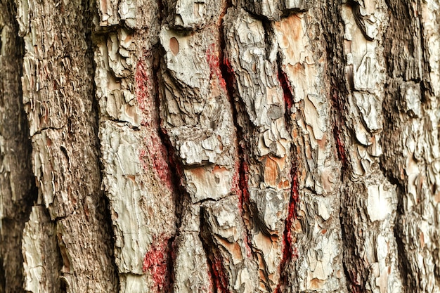 De schors van de oude boom. Achtergrond