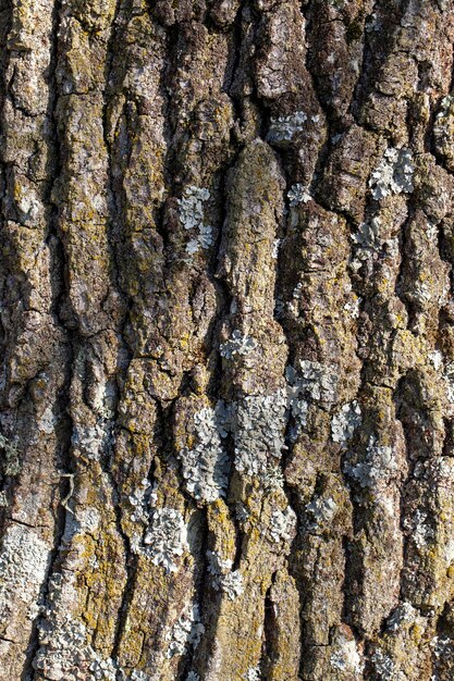 De schors van een oude boom met een close-upstructuur en reliëf