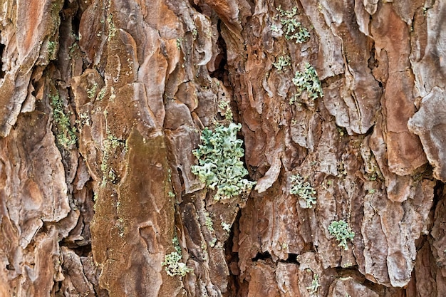 De schors van een oude boom met mos close-up