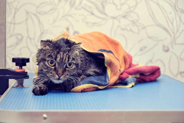 De Schotse kat met hangende oren op de trimtafel wordt na het baden afgedekt met een handdoek