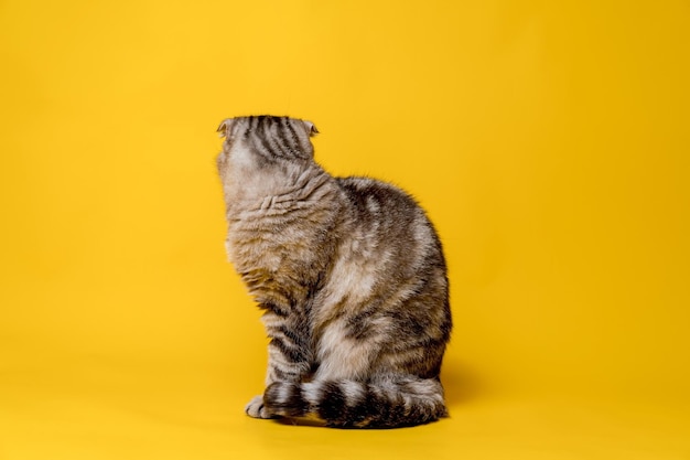 De Scottish Fold-kat was beledigd, ze draaide zich om en ging met haar rug zitten