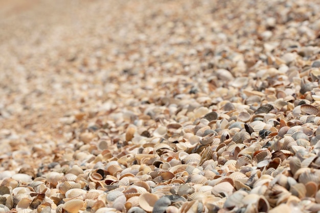 De Sea Shells Schelpen van tropisch strand als achtergrond Selectieve aandacht