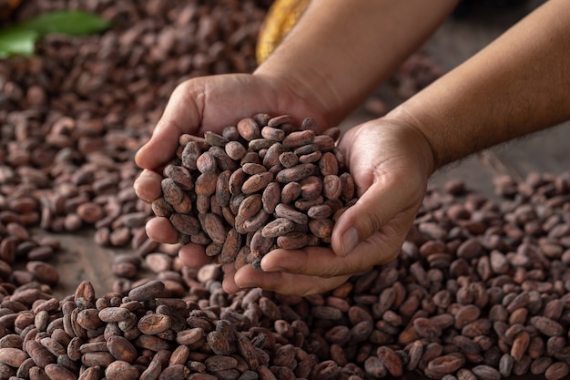 De selectie van voltooide cacaozaden moet vóór het in zakken worden gedroogd