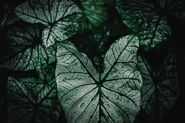 De selectieve nadruk sloot de tropische donkere de toonachtergrond van het de zomer groene blad