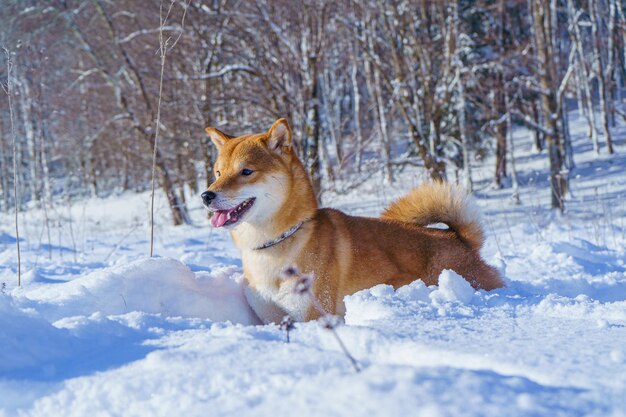 De shiba inu Japanse hond speelt in de sneeuw in de winter