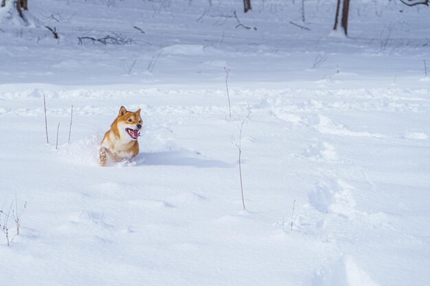 De shiba inu Japanse hond speelt in de sneeuw in de winter