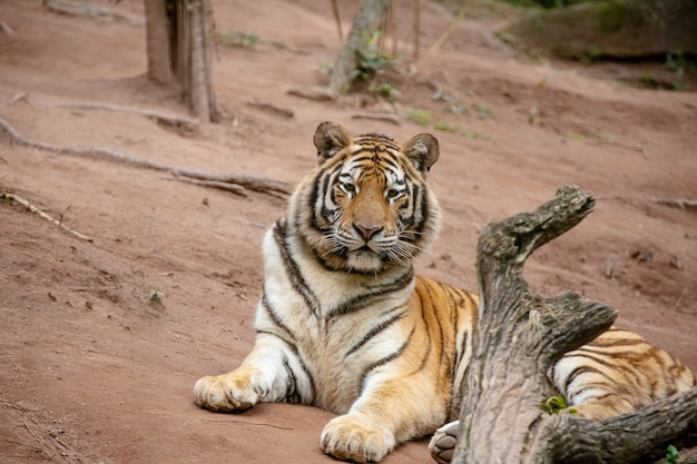 De Siberische tijger, ook wel bekend als de amoertijger, is een van de 6 tijgerpopulaties die nog bestaan