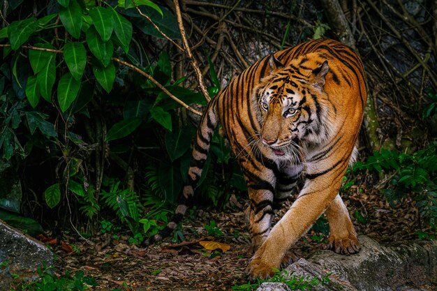 De Siberische tijger (Panthera tigris tigris) wordt ook wel Amur-tijger genoemd