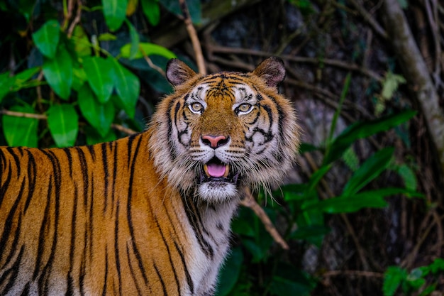 De siberische tijger (panthera tigris tigris) wordt ook wel amur-tijger genoemd