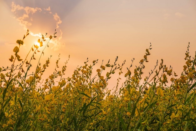 De sky tafel in de ondergaande zon