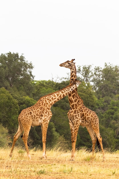 De slag om giraffen kenia afrika