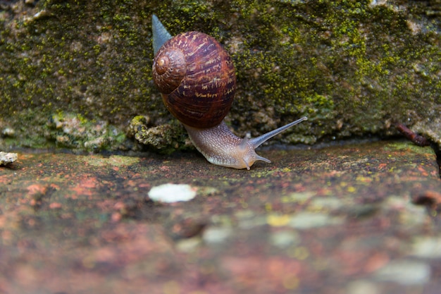 De slak gleed langs de oude bakstenen