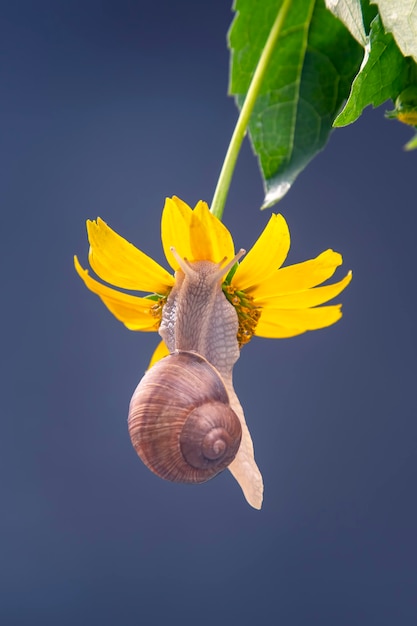 De slak hangt aan een gele bloem en eet een bloemblad.