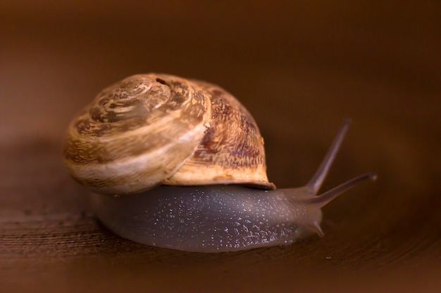 De slak kruipt in een houten kist