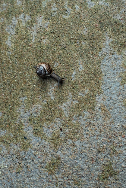 Foto de slak kruipt over het betonnen oppervlak slak na de regen