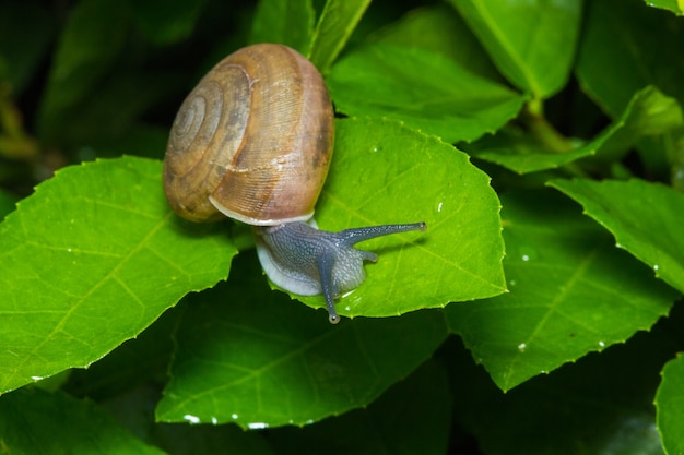 De slak op groen blad