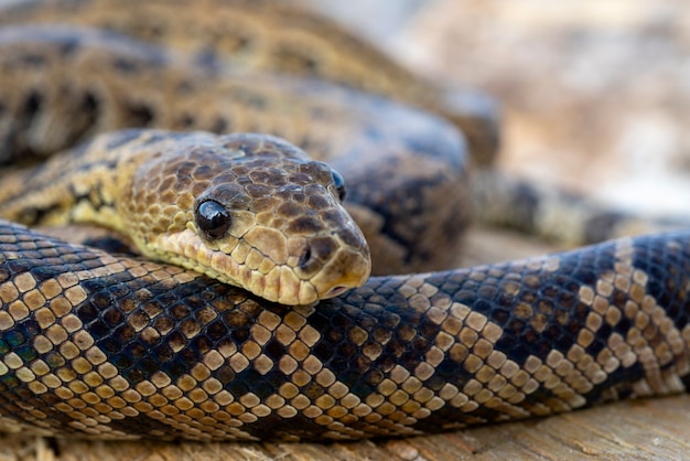 De slang Chilabothrus angulifer, - de Cubaanse boa en de Cubaanse boomboa.