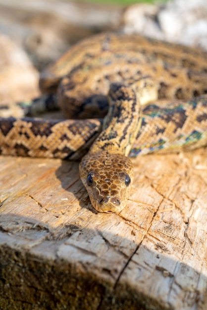 De slang Chilabothrus angulifer, - de Cubaanse boa en de Cubaanse boomboa.