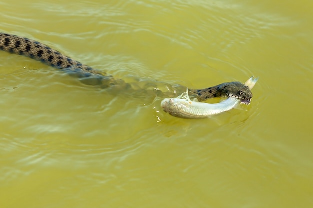 De slang eet vis De slang jaagt op vis in het water de slang vangt de vis en wil eten