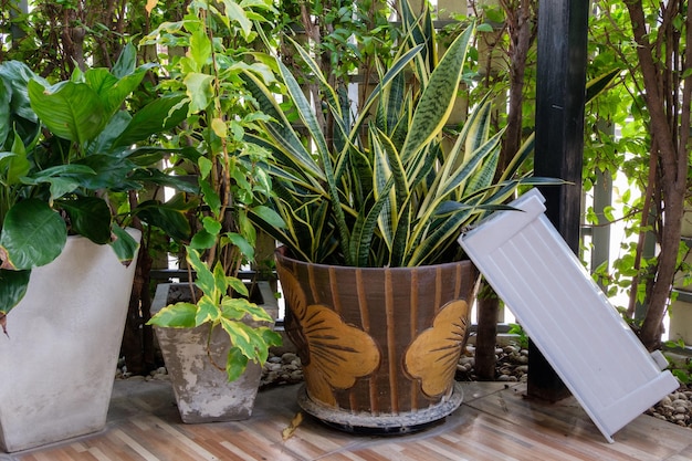 De slangenplant Dracaena trifasciata in de terracotta plantenpot