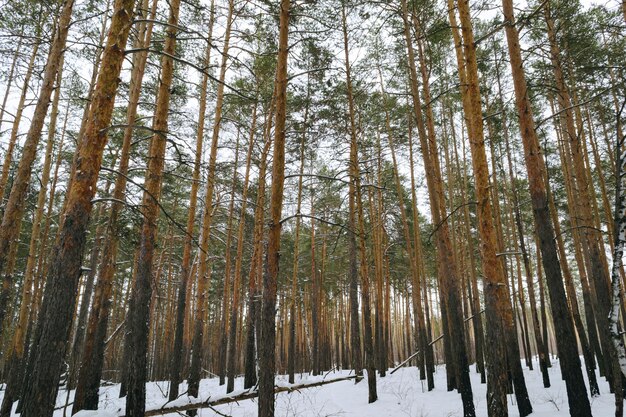 De slanke stammen van hoge dennen in het winterbos