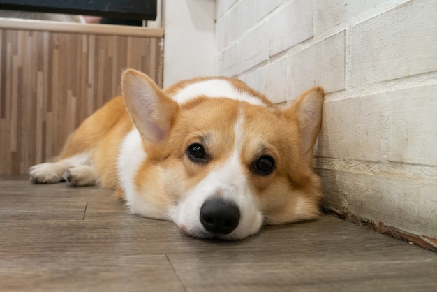 De slaperige luie Corgi-dob ligt op de houten vloer