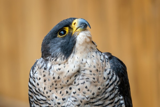 De slechtvalk Falco peregrinus roofvogel portret