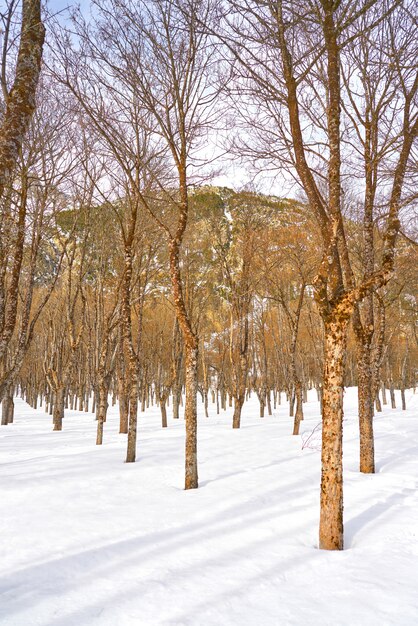 De sneeuwijs van Panticosa in Huesca de Pyreneeën Spanje