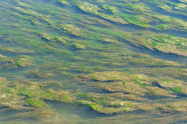 De snelle stroom van een ondiepe rivier begroeid met algen en slib Algenpatroon en textuur