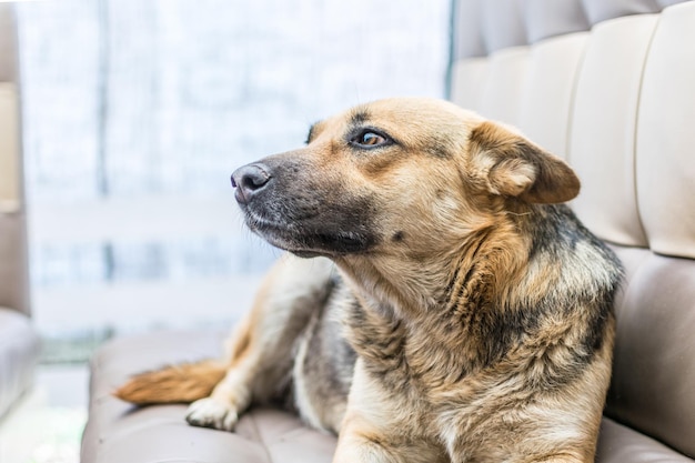 De snuit van een grote hond met een menselijk oog