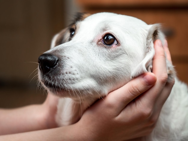 De snuit van een witte hond in de handen van een man Het concept van zorgzame liefde voor huisdieren