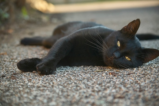 De snuit van een zwarte kat die op de grond ligt, kijkt vooruit