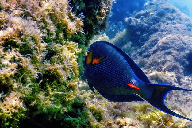 De Sohal Surgeonfish, sohal tang (Acanthurus sohal) Zeeleven