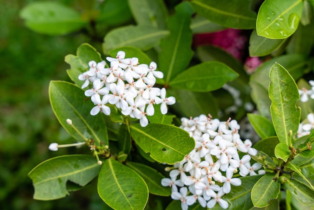 De Soka-bloemplant of rode Ixora chinensis, algemeen bekend als het Chinese ixora-bloemblaadje