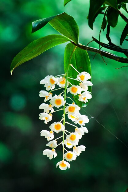 de soortorchidee van Thailand in de natuur