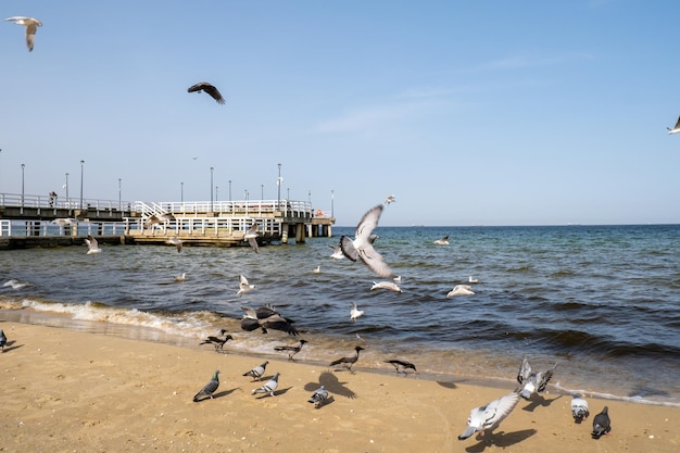 De Sopot molo pier langste in Europa Oostzee en de zon Meeuwen vliegen op het strand van de Oostzee golven op zoek naar voedsel Vakantie vakantie