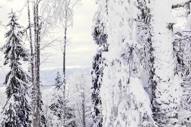 De sparren in de winter