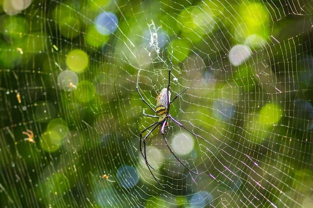Foto de spin creëert een netwerk van ingesloten insecten op de boom, een felgroene bokeh-achtergrond