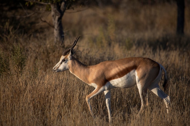 De springbok wilde afrikaanse dieren in etosha national park namibië