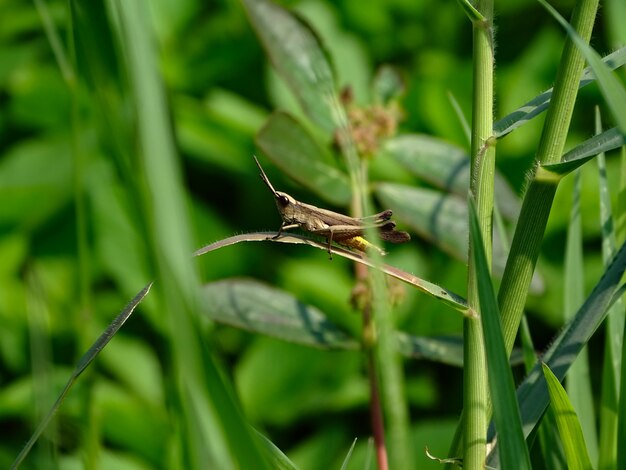 De sprinkhaan strijkt op de grasbladeren neer