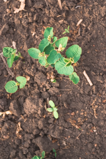 De spruiten van slabonen op gebied sluiten omhoog