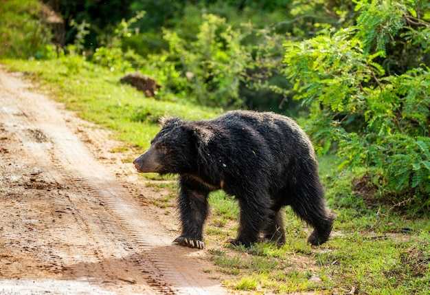 De sri lankaanse luiaardbeer melursus ursinus inornatus loopt langs de weg in yala national park sri lanka