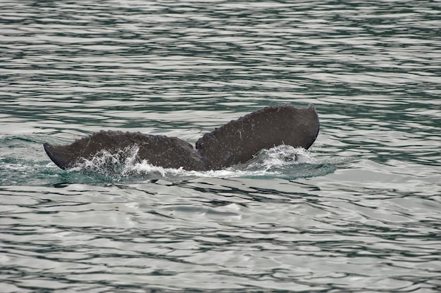 De staart van de bultrug tijdens het afdalen in Glacier Bay Alaska