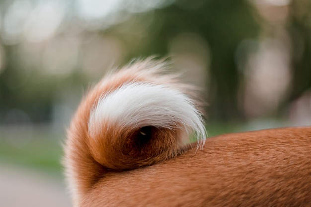 De staart van een hond heeft een witte punt.