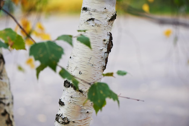 De stam van een berk op de achtergrond geel herfstbos Close