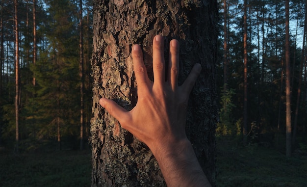 De stam van een boom aanraken in het avondbos