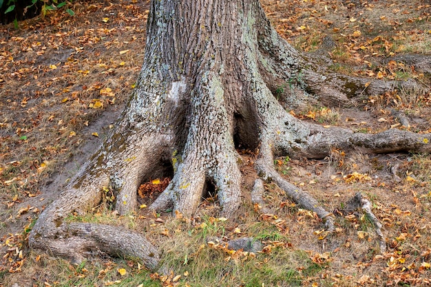 De stam van een boom in het herfstseizoen