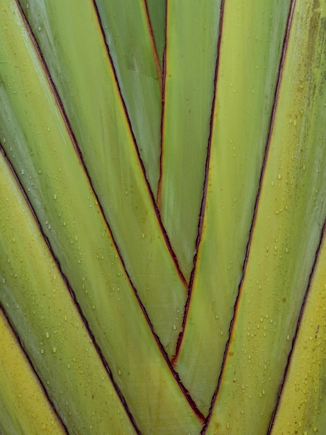 De stam van een exotische palmboom. botanische achtergrondstam van een bananenpalm.