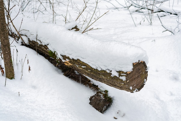 De stam van een gevelde boom bedekt met sneeuw in winter woud